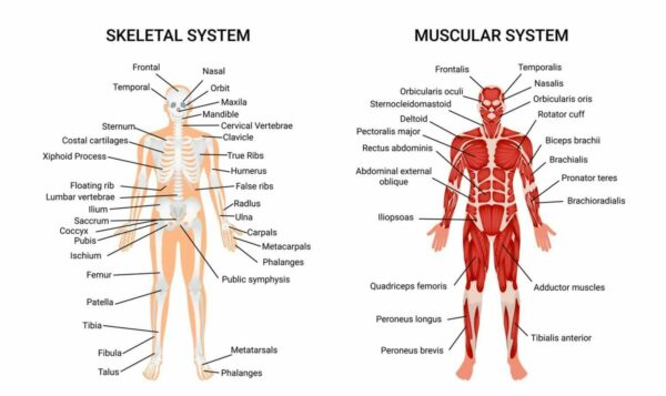 Trifocus Fitness Academy- exercise science