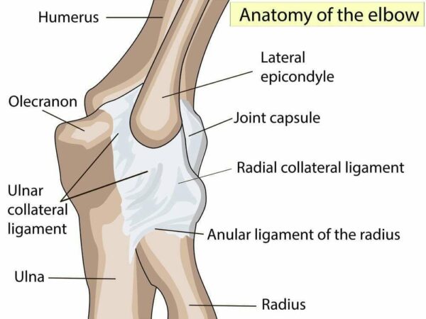 Trifocus Fitness Academy - ligaments
