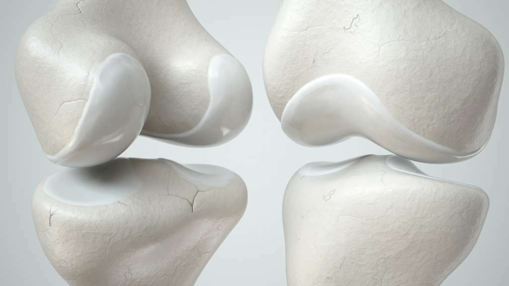 Trifocus fitness academy - types of cartilage