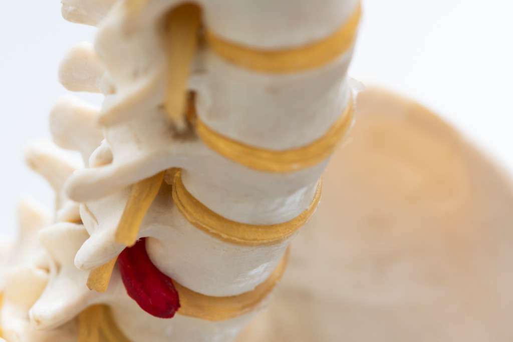Trifocus fitness academy - vertebrae