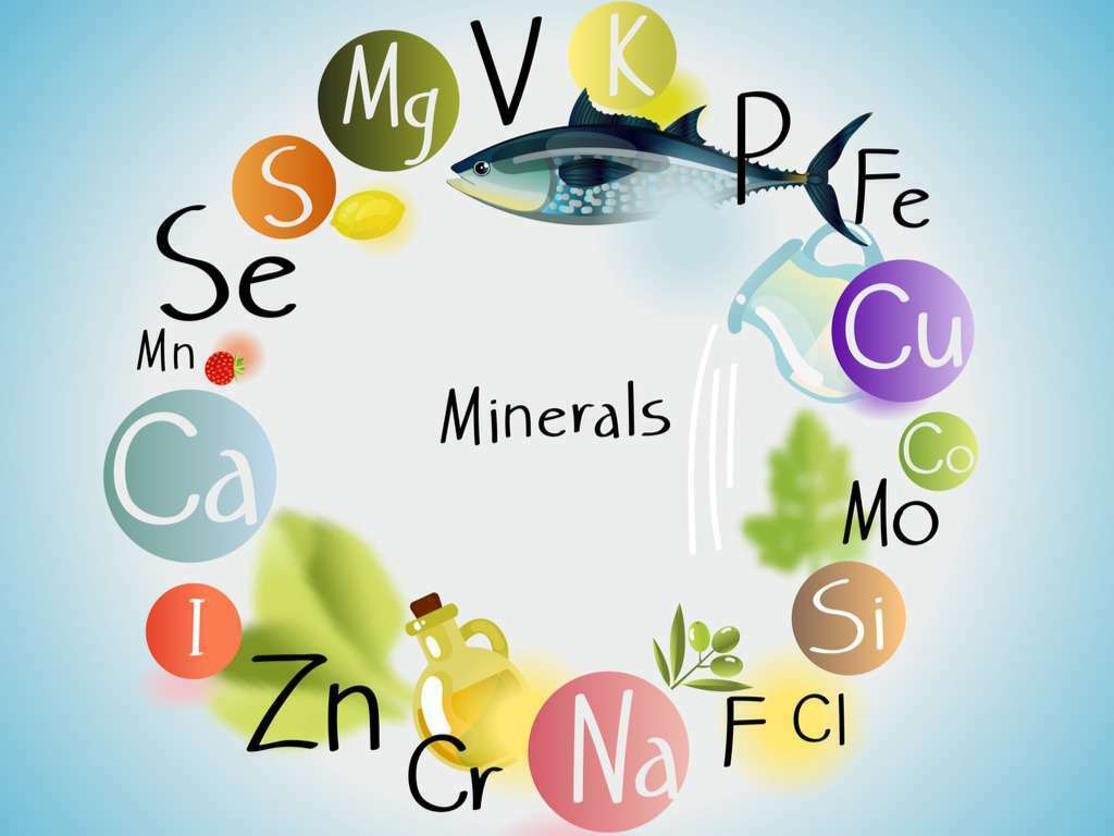 Trifocus fitness academy - trace minerals