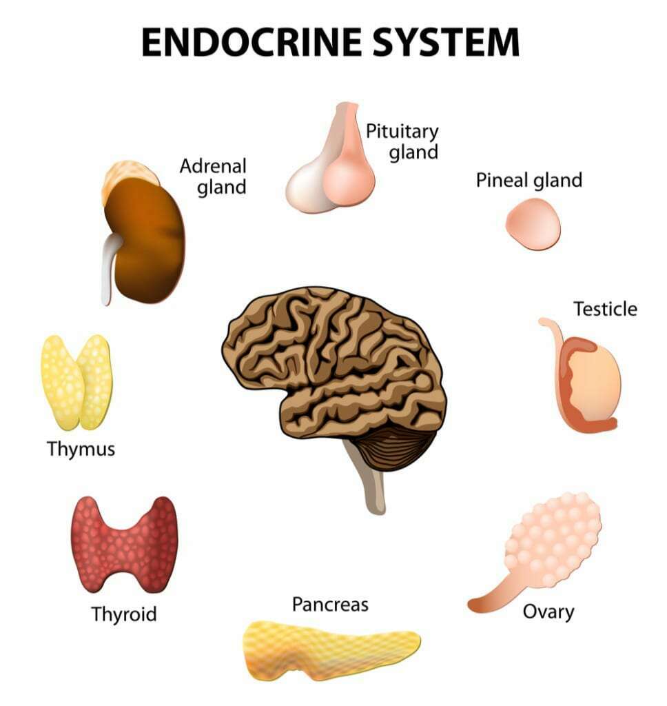 Trifocus Fitness Academy - endocrine system