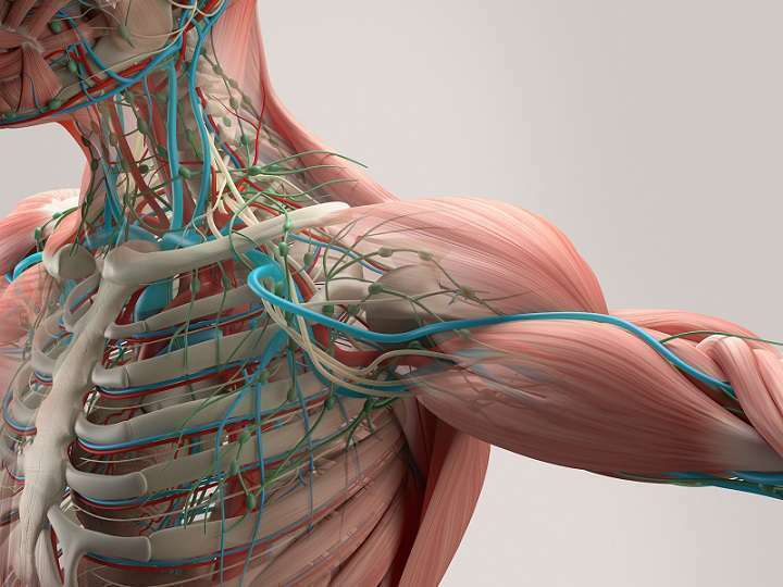 fundamental exercise science