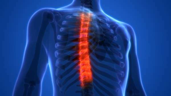 Trifocus fitness academy - vertebrae