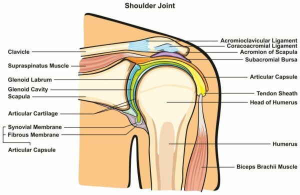 Trifocus Fitness Academy - shoulder girdle