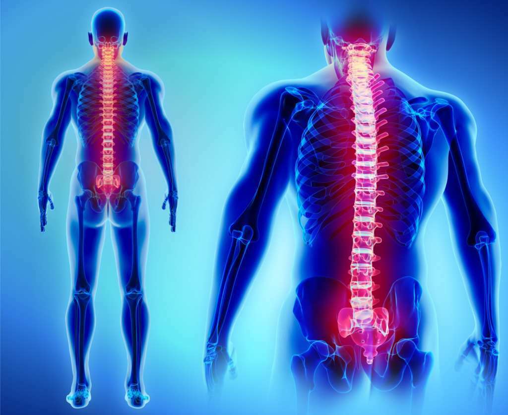 Trifocus fitness academy - vertebrae
