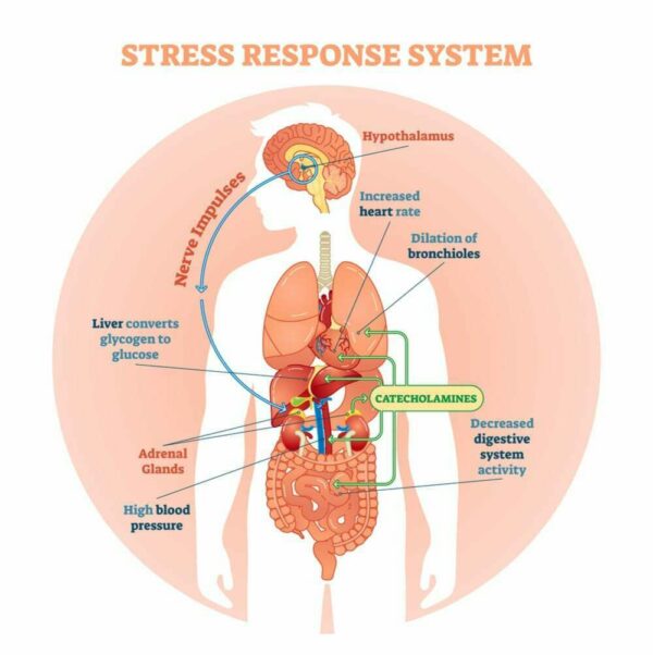 Trifocus Fitness Academy - stress