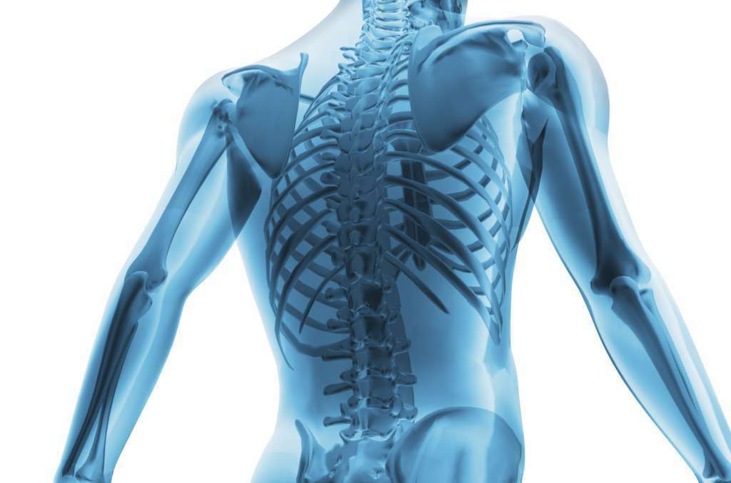 Trifocus fitness academy - skeleton